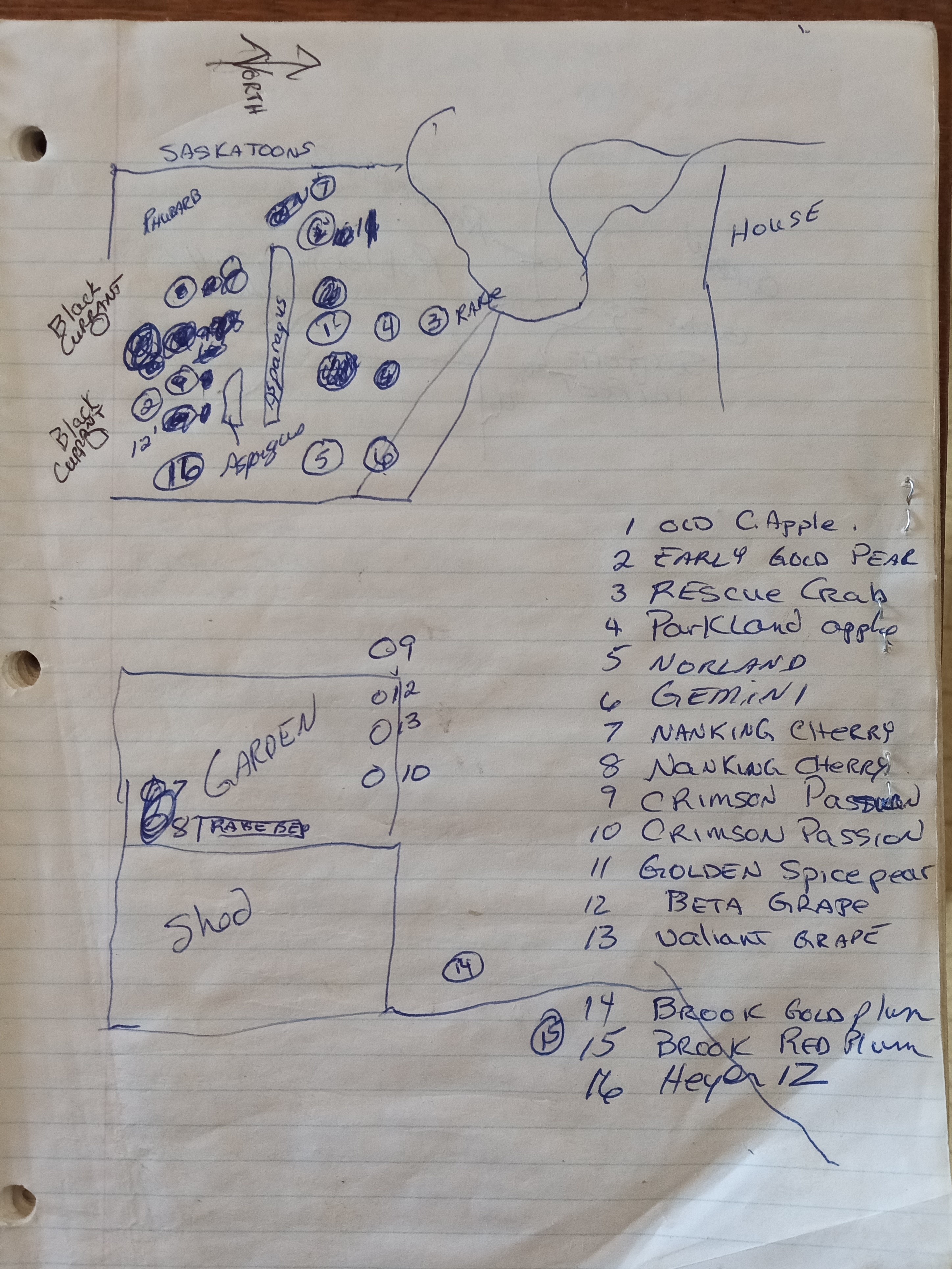 Garden planning and seed starting, yard plan