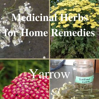 Yarrow, common yarrow, ethical foraging, herbal remedies, home remedies, herbal medicine