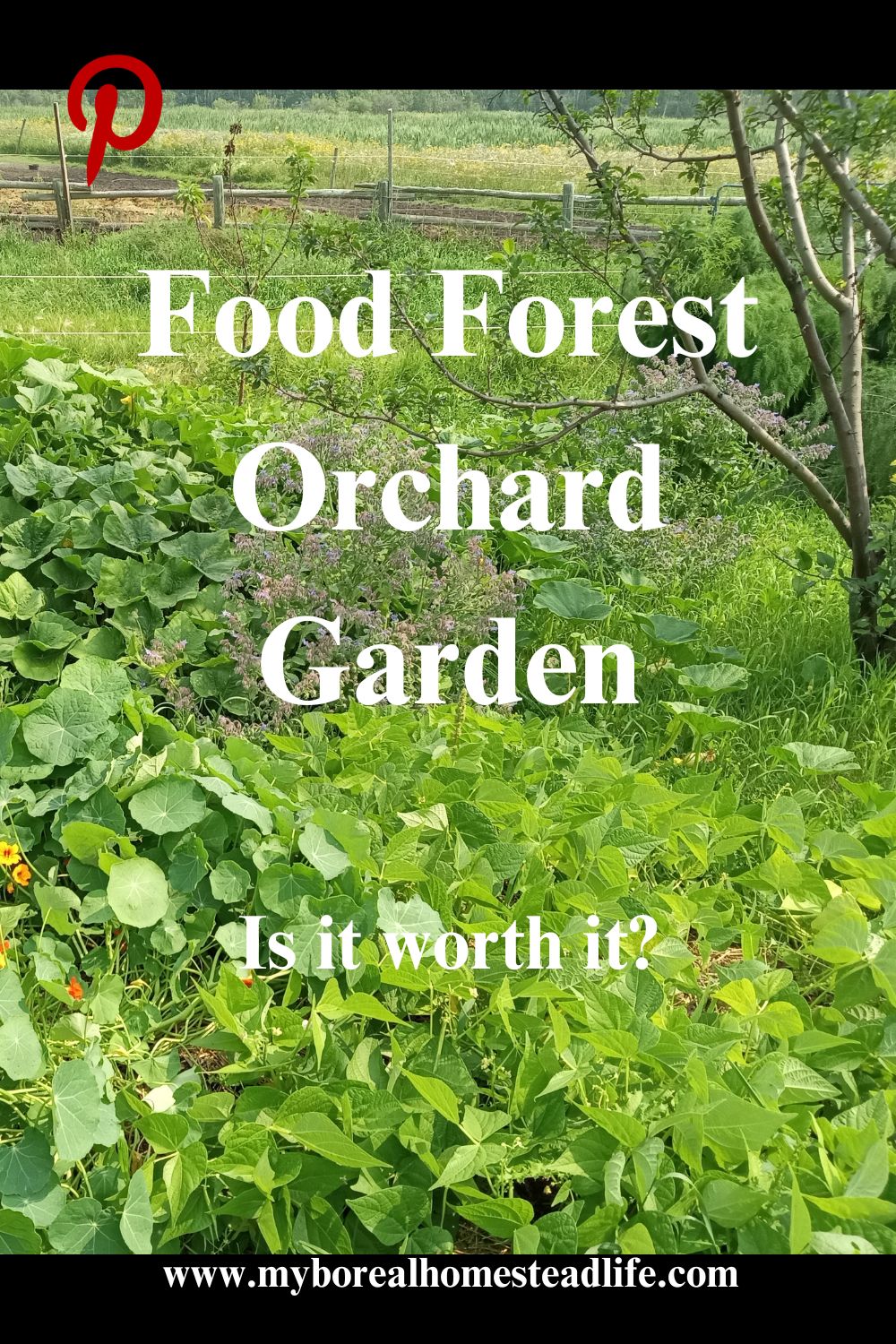 Food forest orchard garden - Pinterest