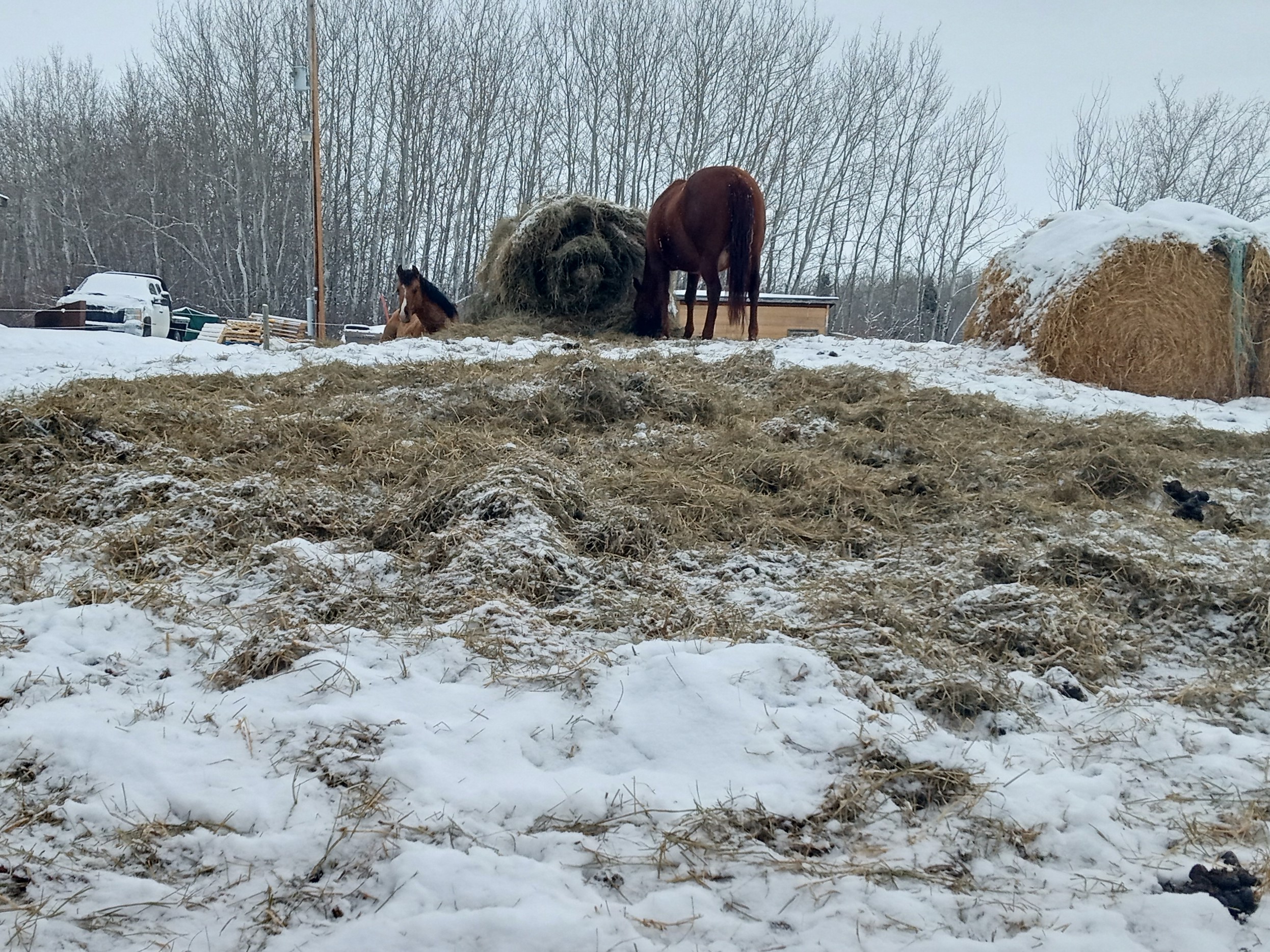 deep bedding in cold climates; bedding mixed with snow