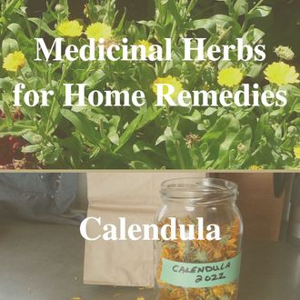 Home remedies, medicinal herbs, herbal remedy, natural remedies, calendula, Calendula officinalis