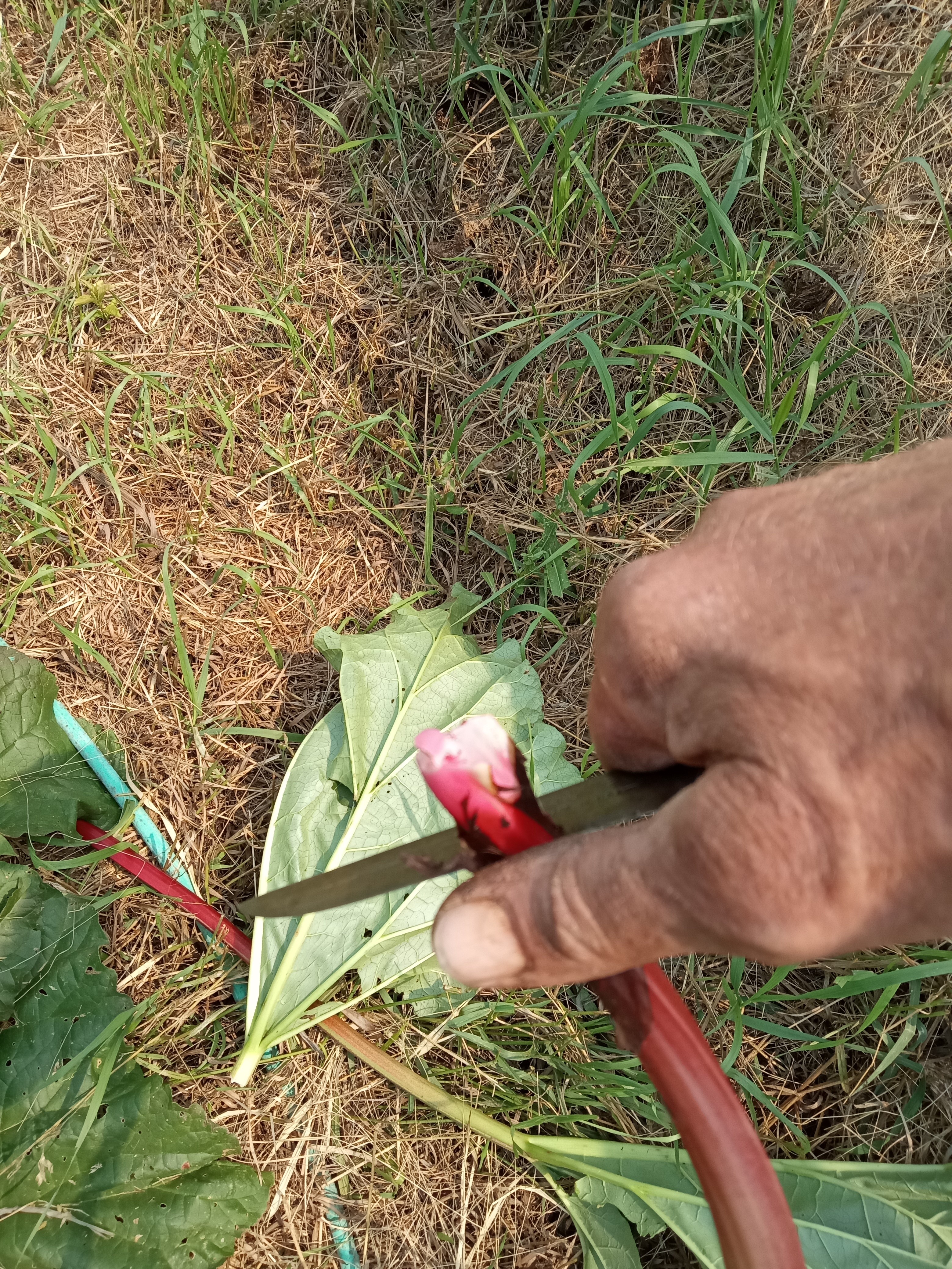 Harvesting rhubarb - removing root end