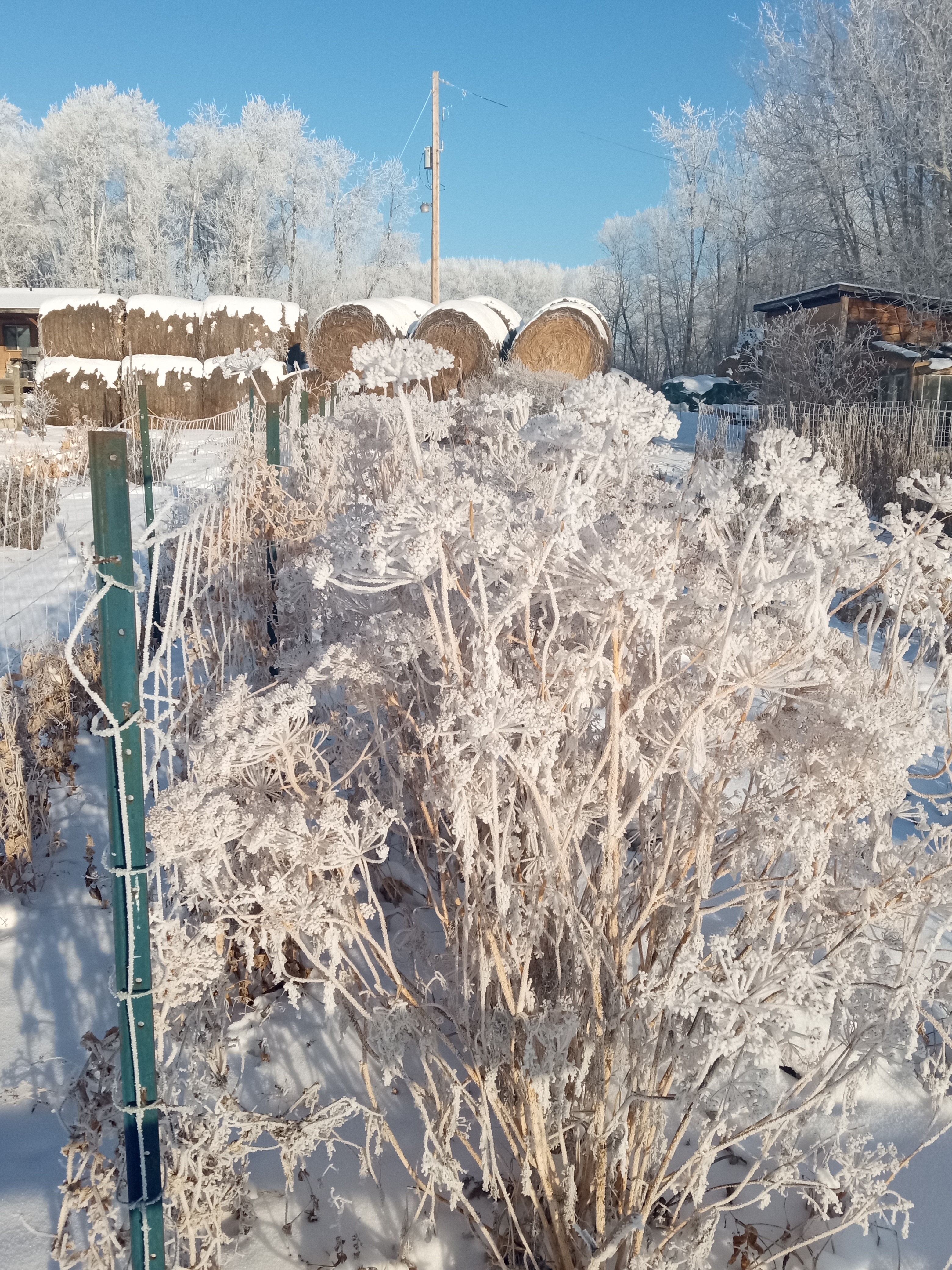 Fall garden cleanup - hoar frost on dill