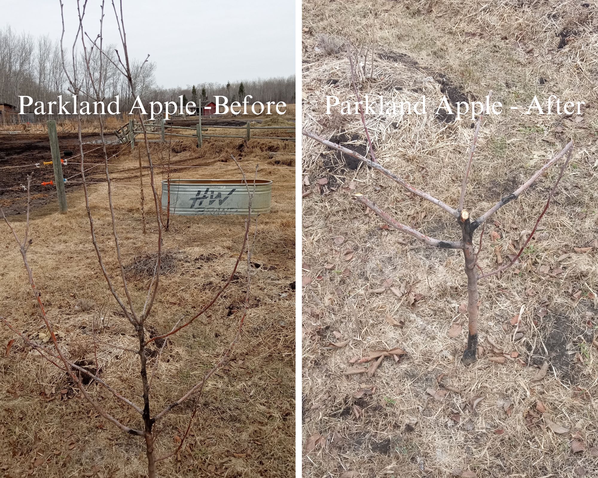 Spring 2024 - Parkland Apple pruning