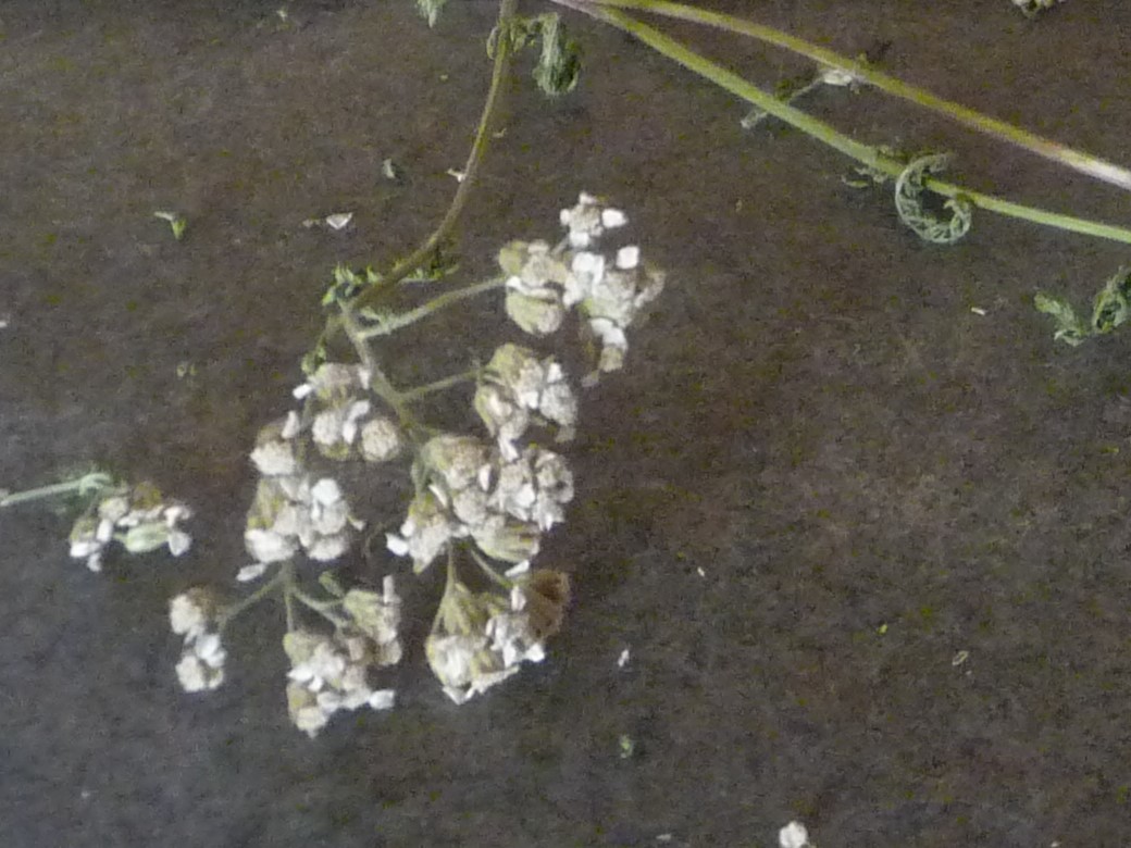 Yarrow, common yarrow, Achillea millefolium L.