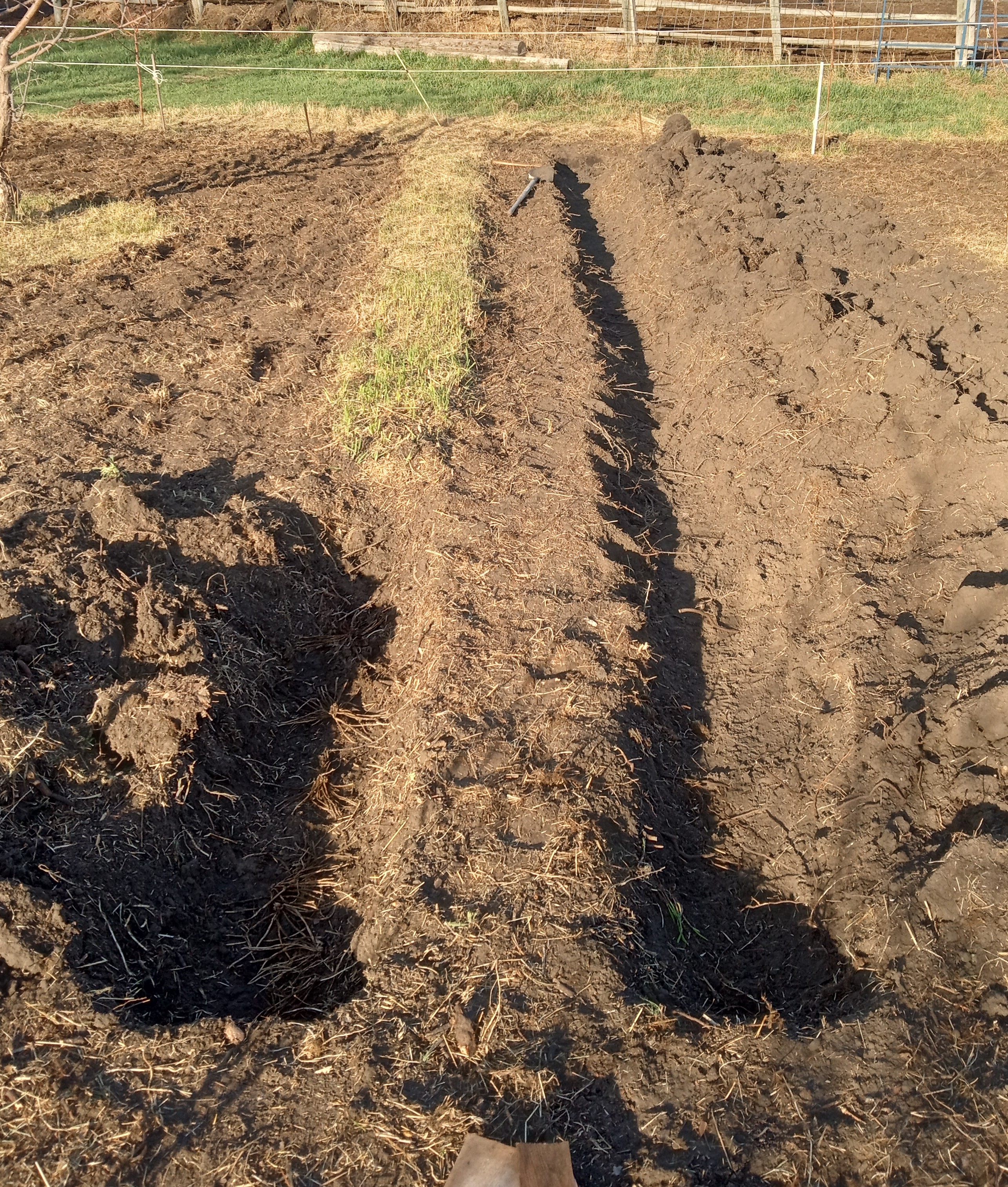 food forest orchard garden - asparagus trench