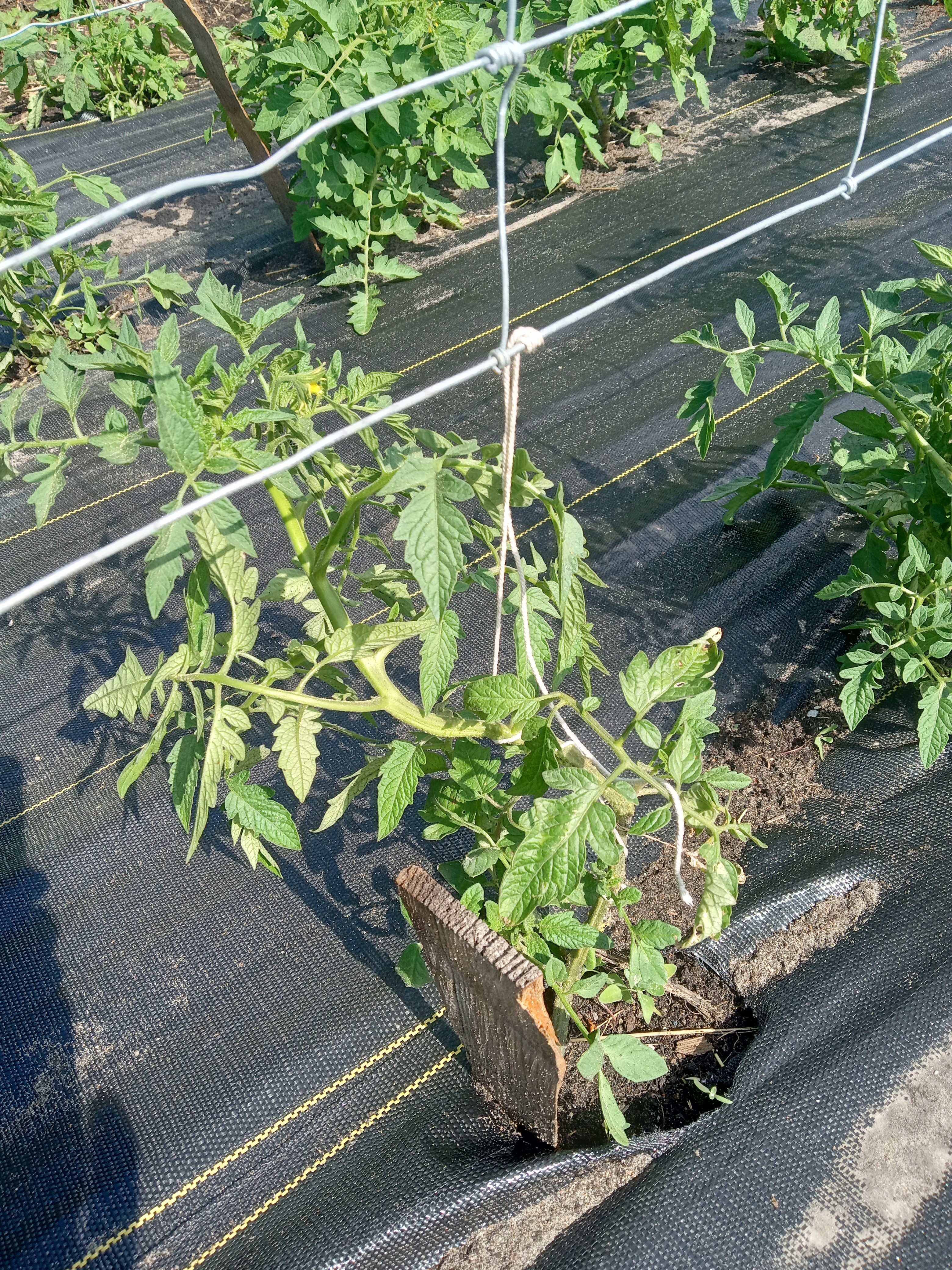Tomatoes - tieing tomato to trellis - July 2 2023