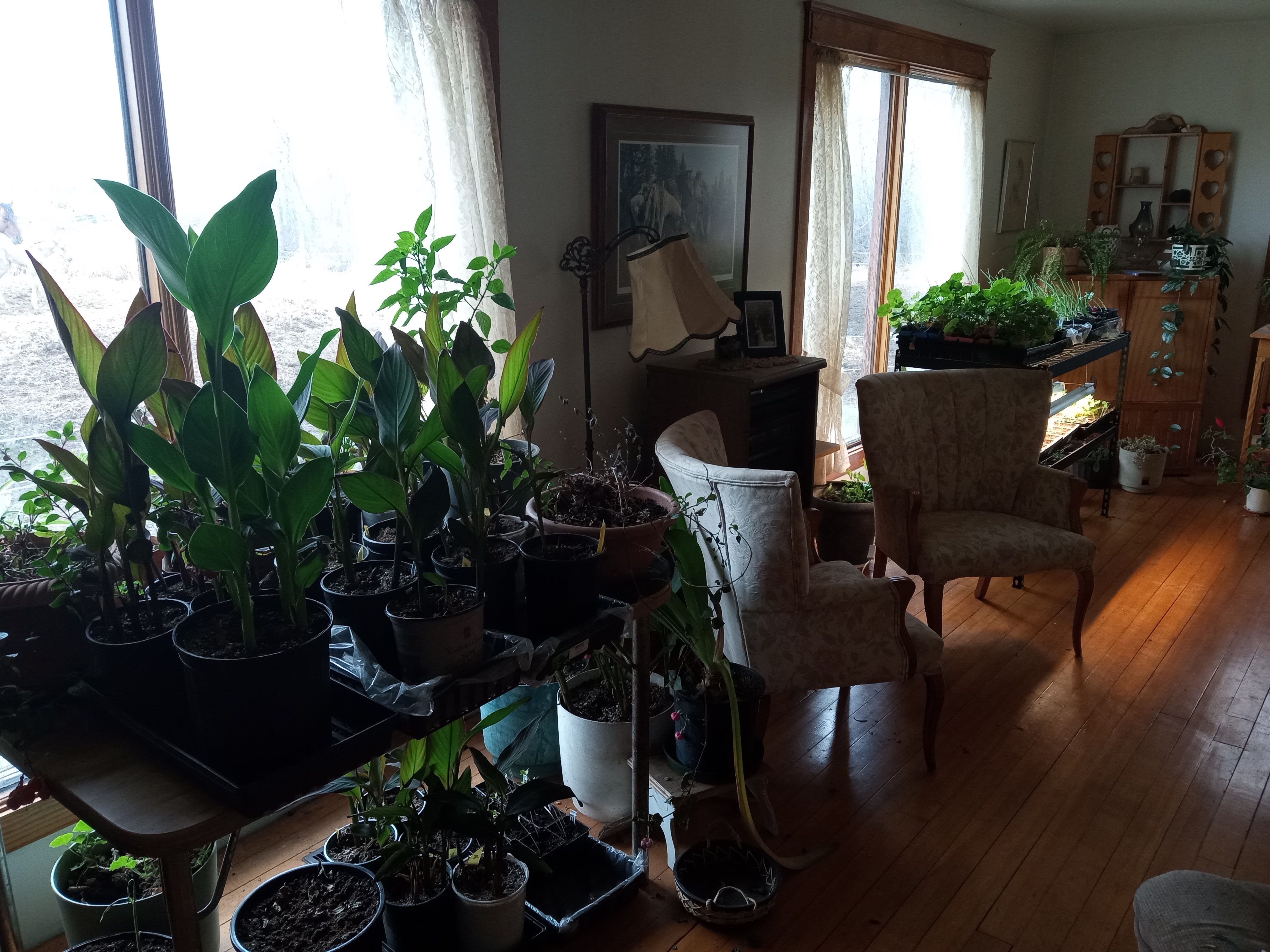 Spring 2024 - seed starting living room