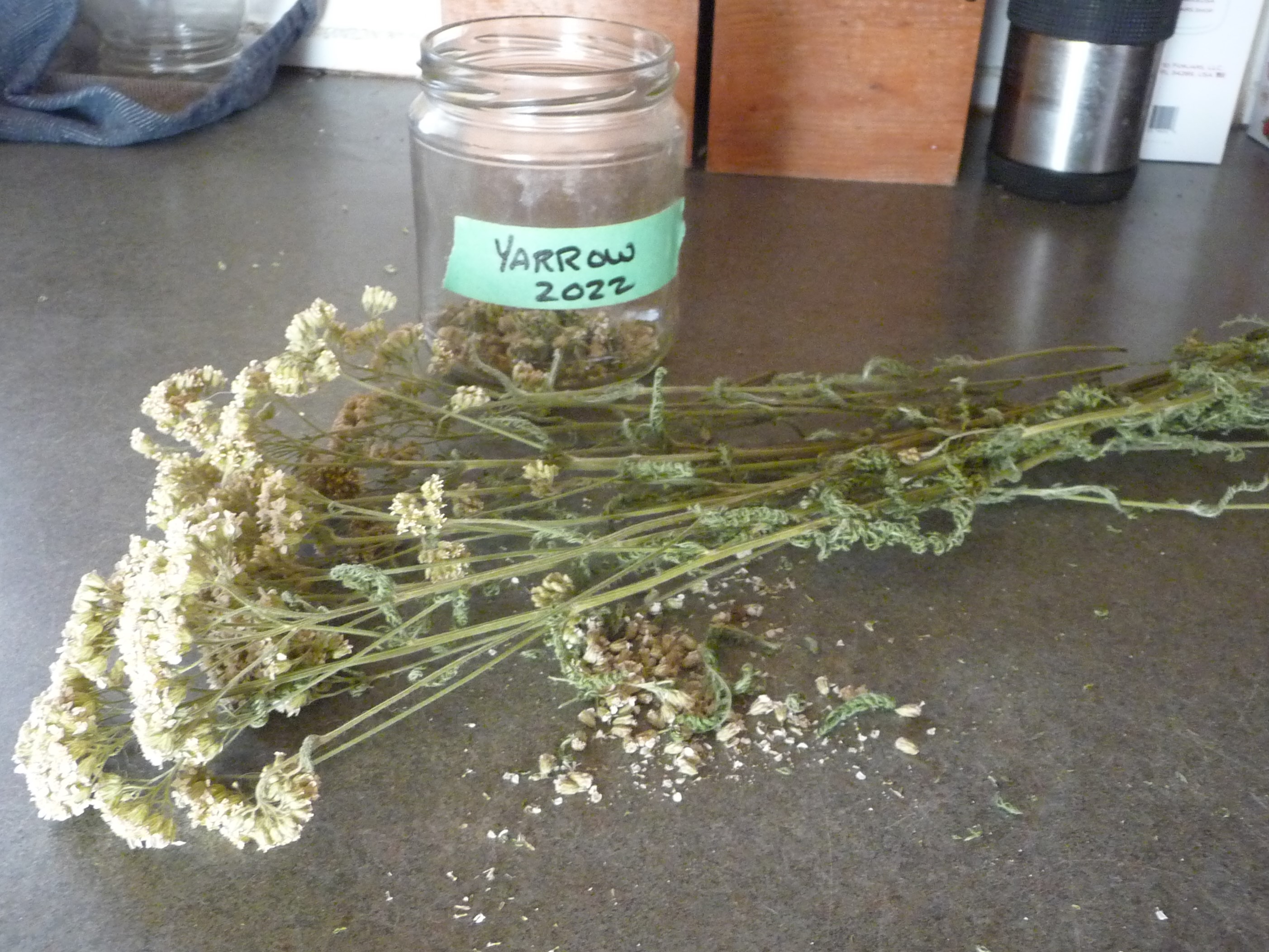 Yarrow, Common Yarrow, Ethical foraging, Apothecary