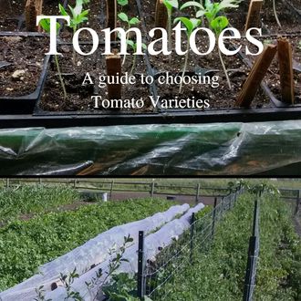 tomatoes, tomato varieties, indeterminate tomato varieties, trellising tomatoes, container gardening