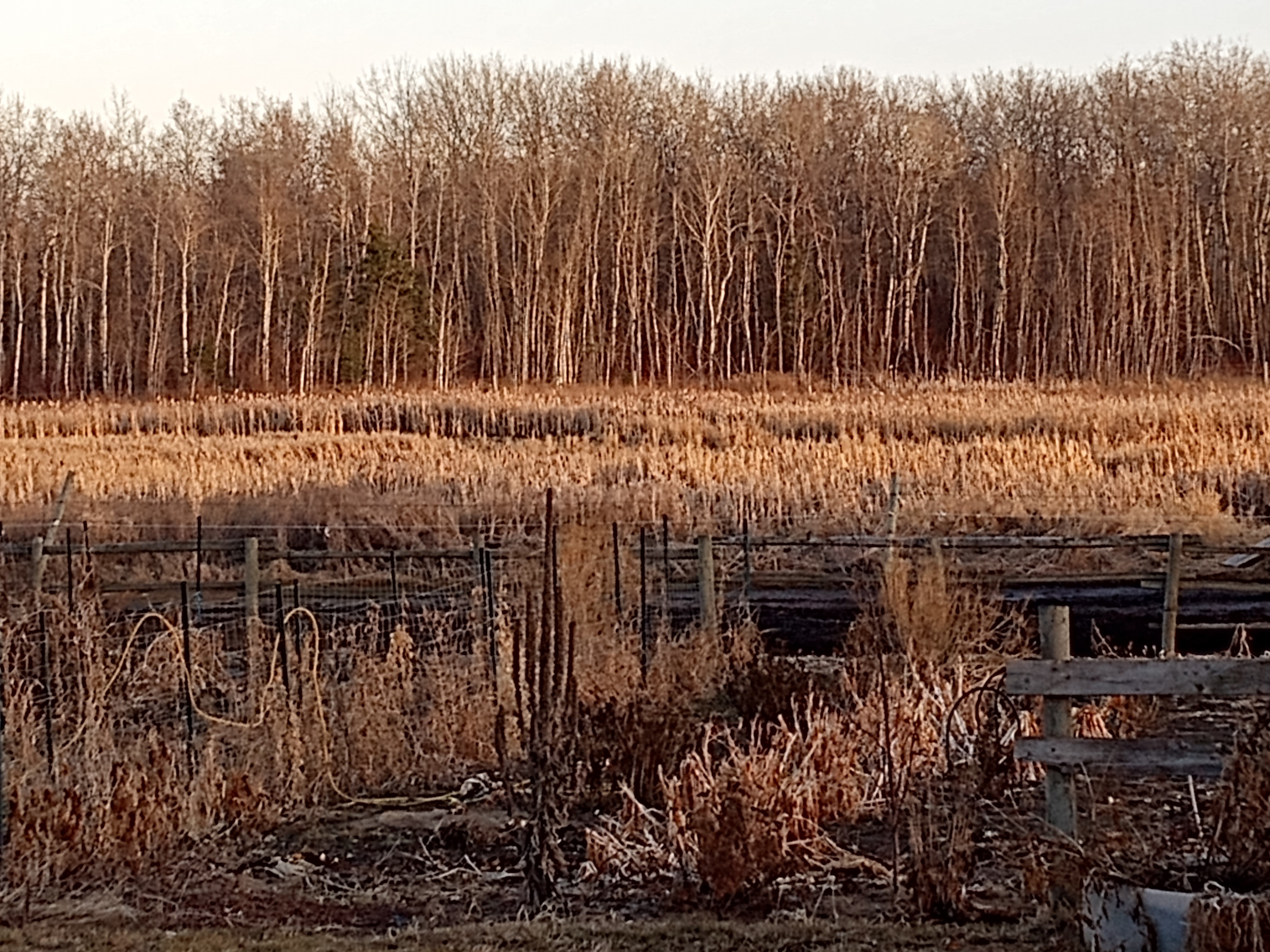 Spring 2024 -Poplar trees filling out