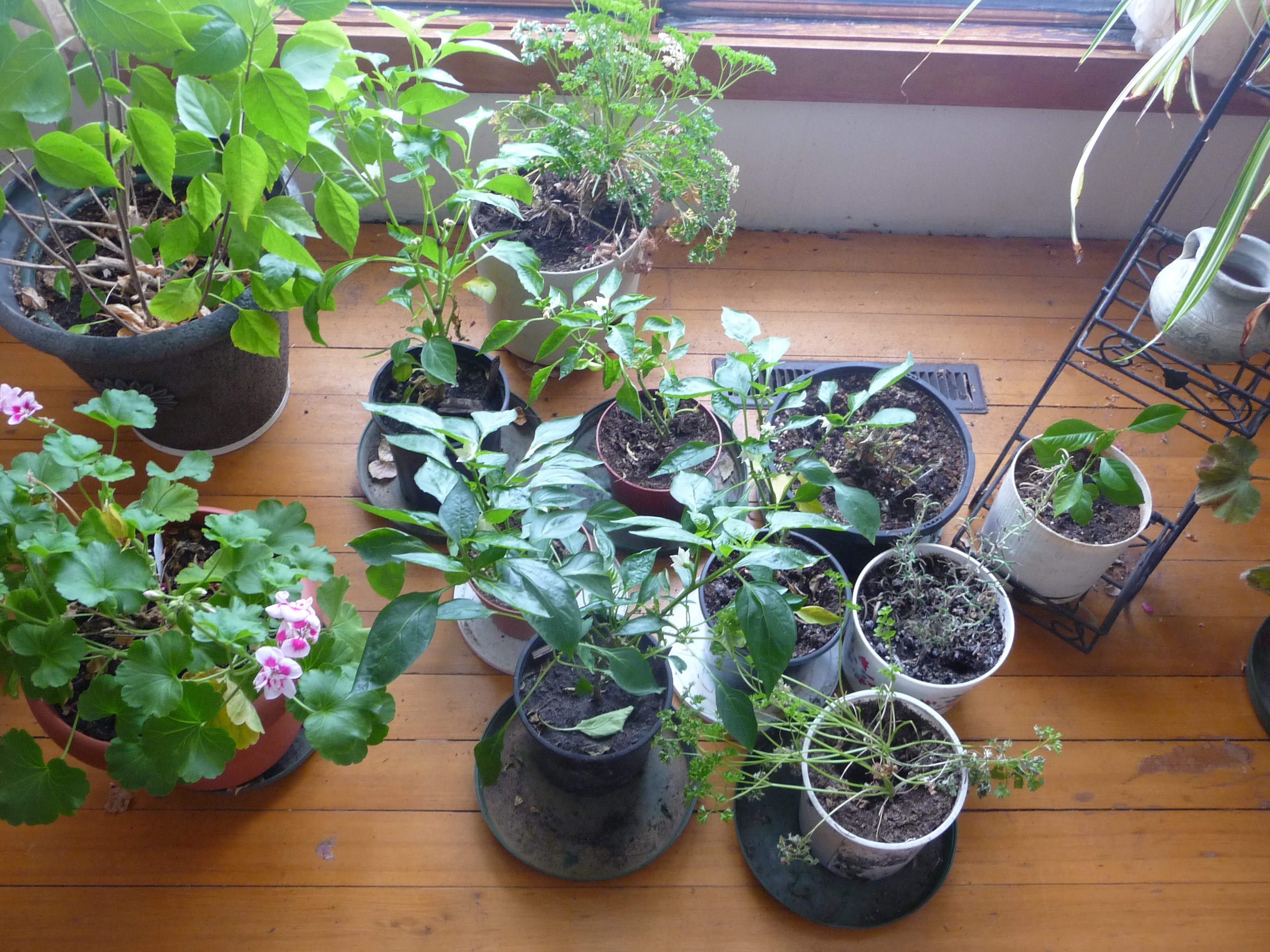 Fall Yard Cleanup - Indoor garden