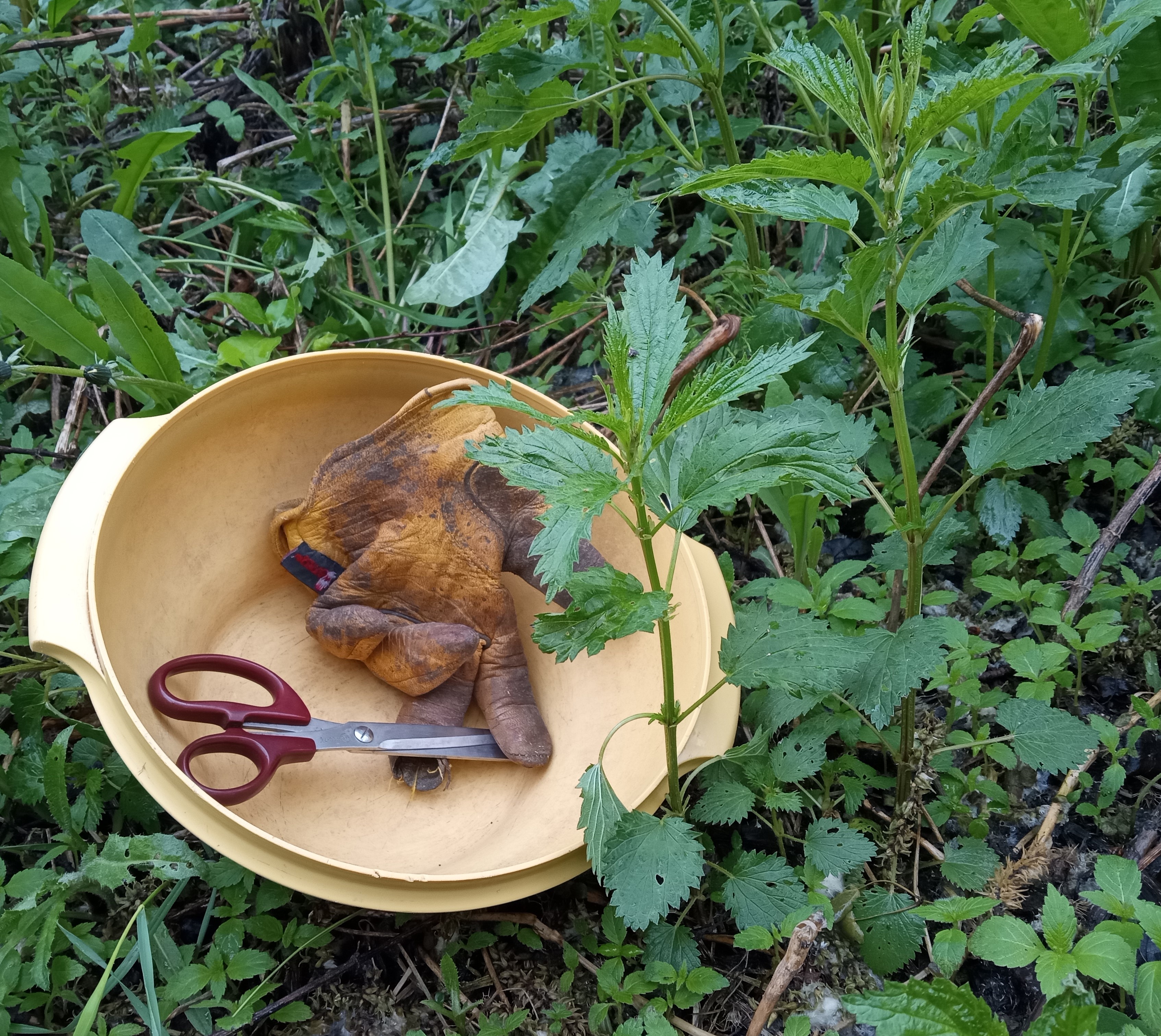 Stinging nettle - harvesting nettles