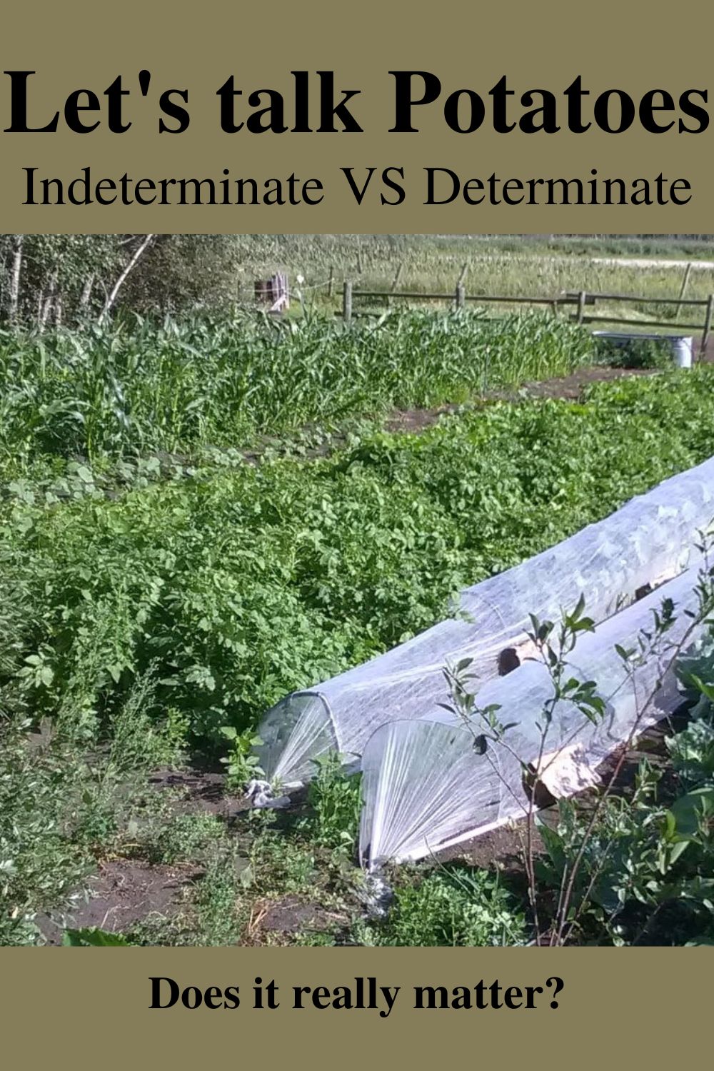 The Potato Are Potatoes indeterminate or determinate?