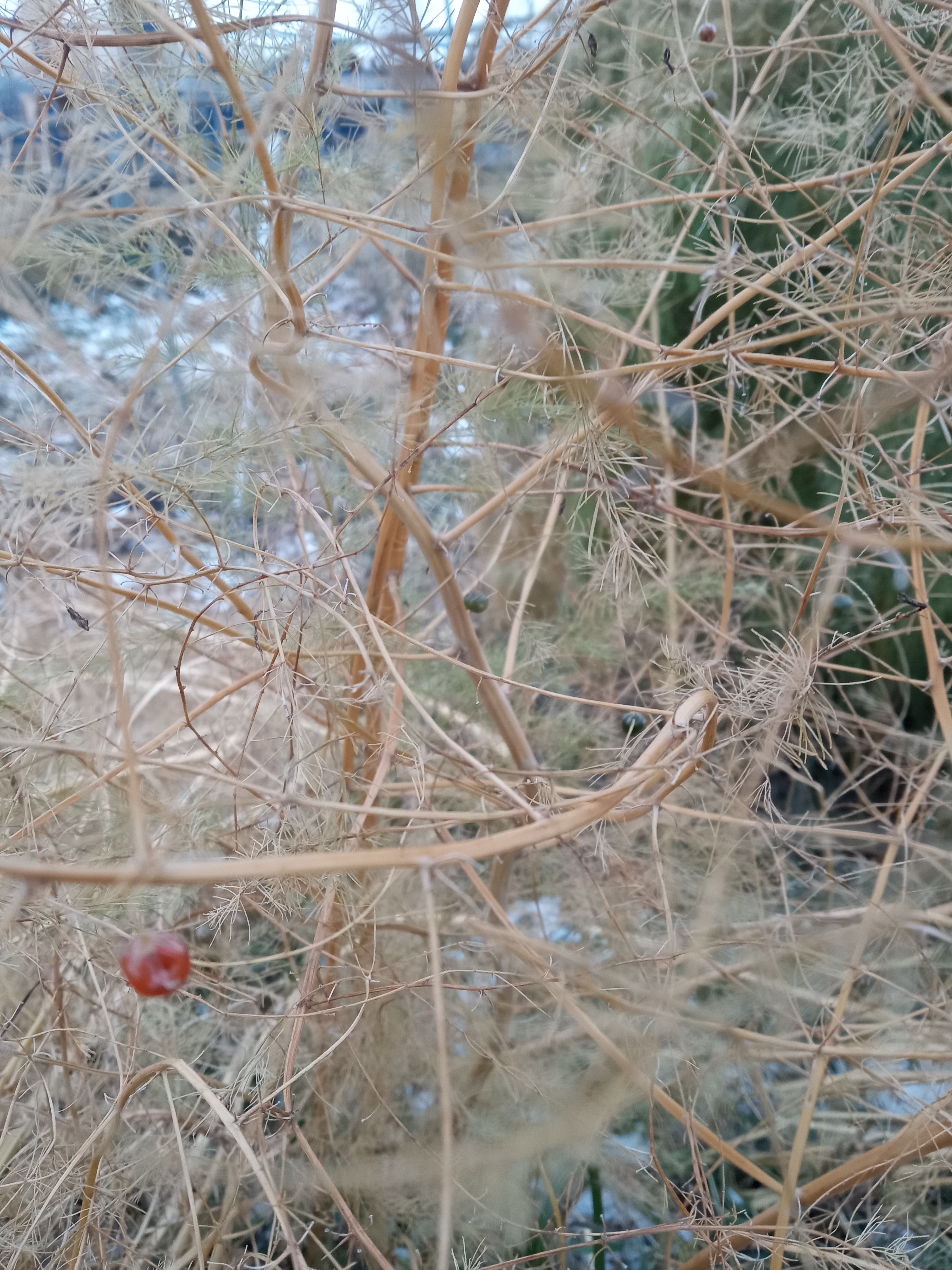 fall garden cleanup - asparagus seed pod in winter