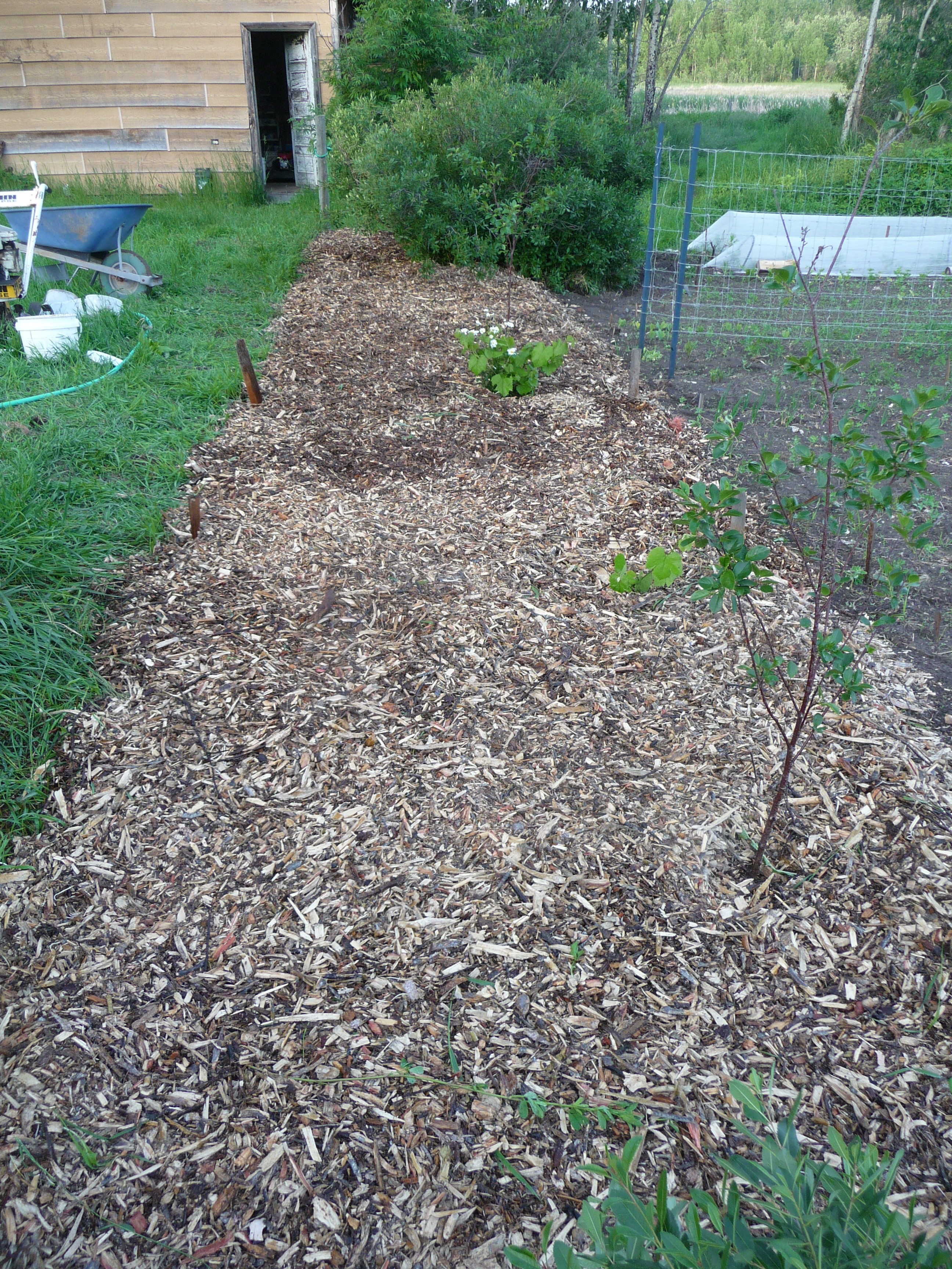 garden planning, seed starting, back to eden, wood mulch