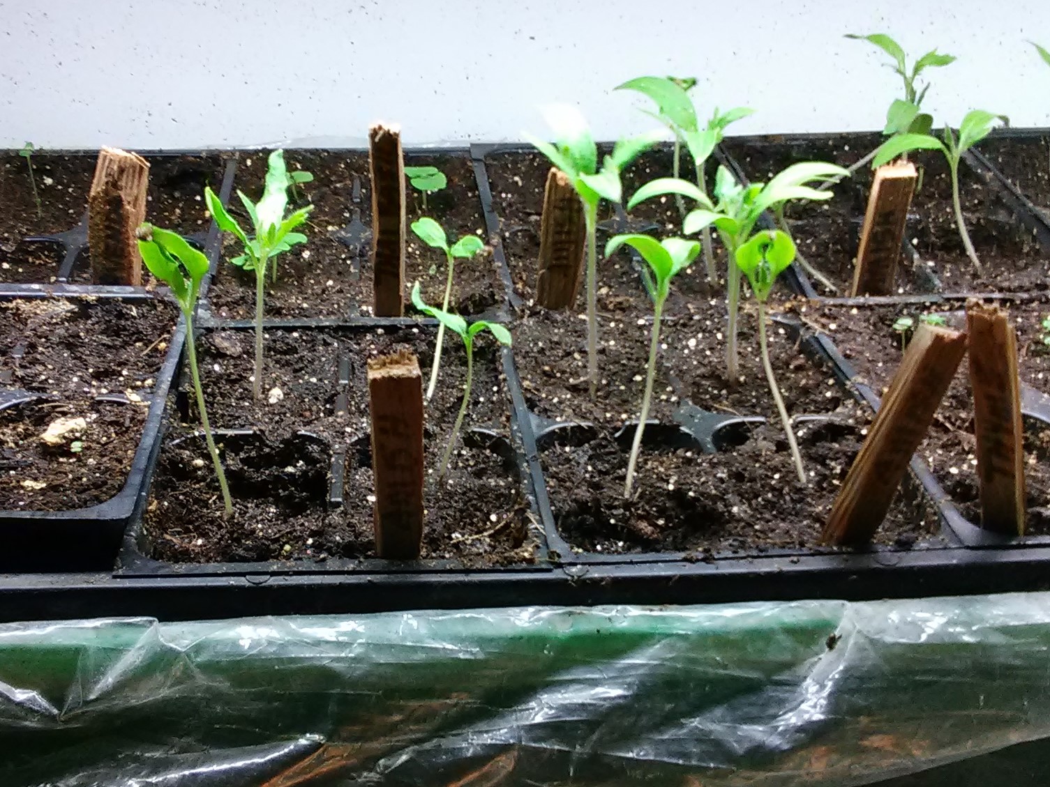 tomatoes, tomato varieties, tomato seedlings