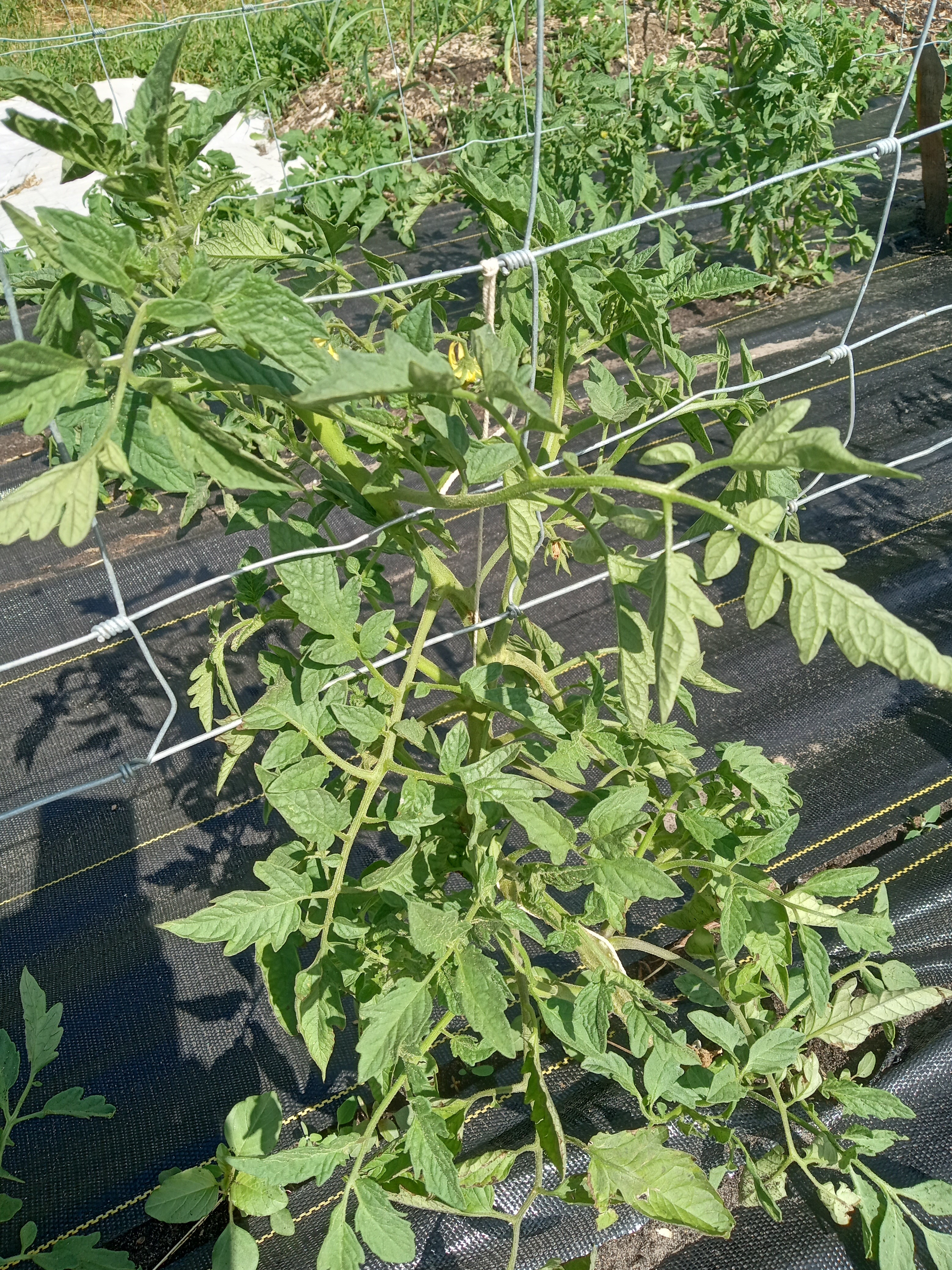 Tomatoes - attaching tomatoes to wire July 2 2023