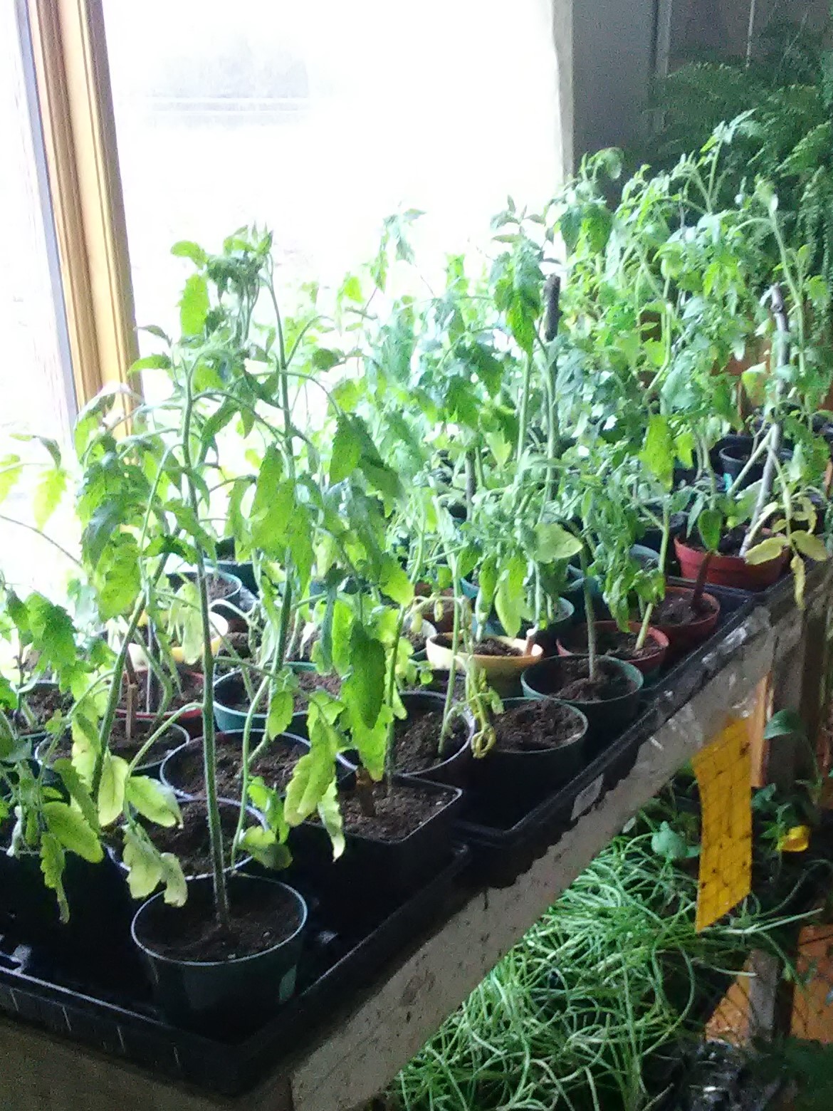 Tomatoes, tomato varieties, tomato transplants