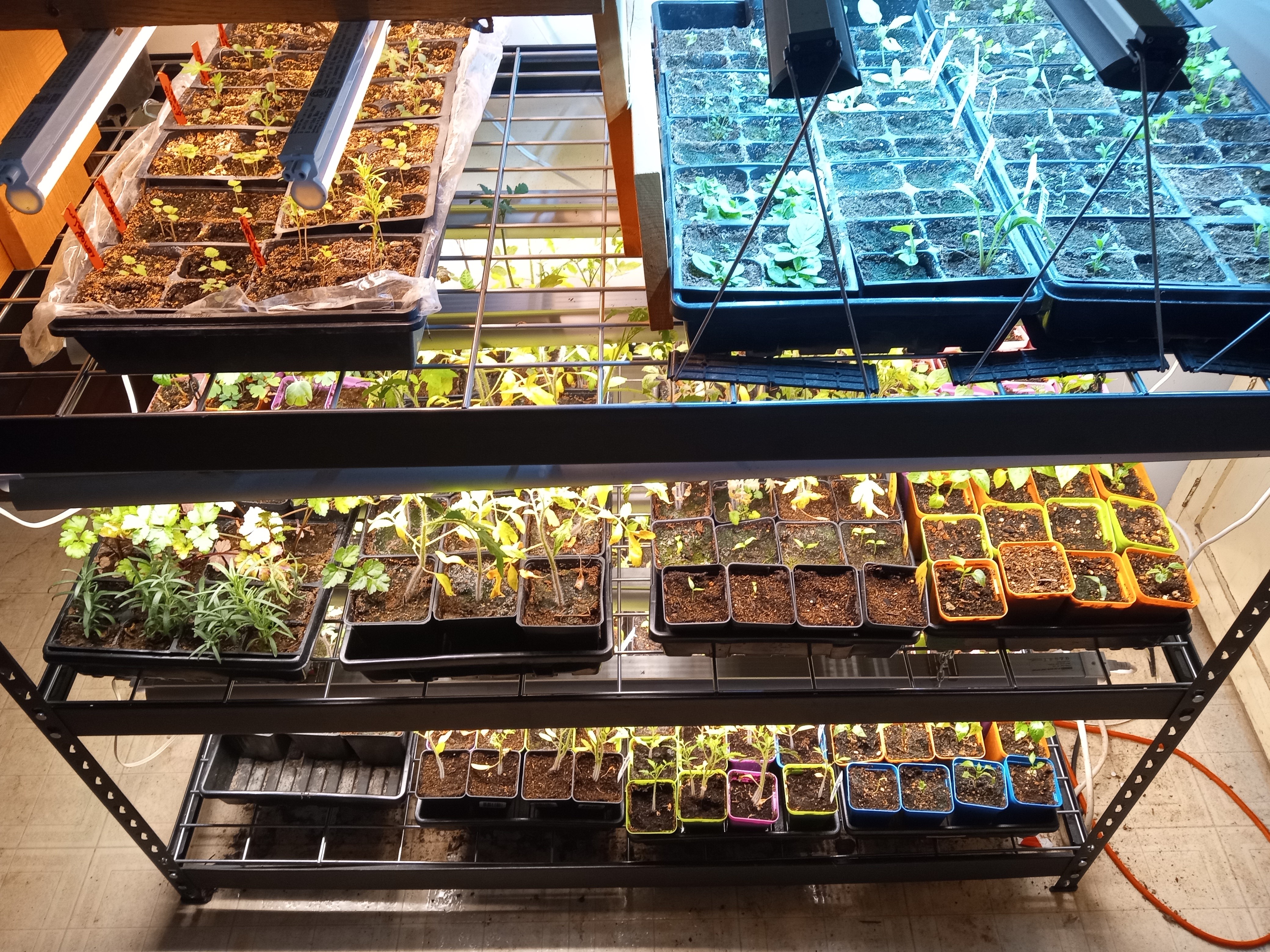 Spring 2024 - seed starting grow  room