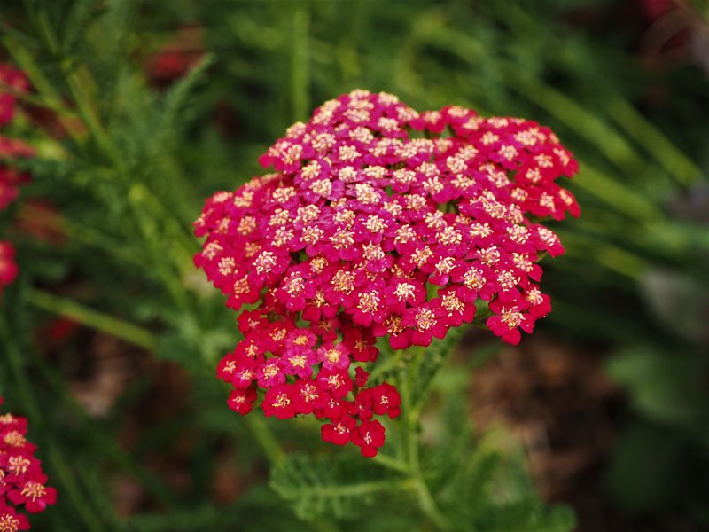 Red velvet yarrow, common yarrow, yarrow, Achillea Millefolium, picture from Garden design article