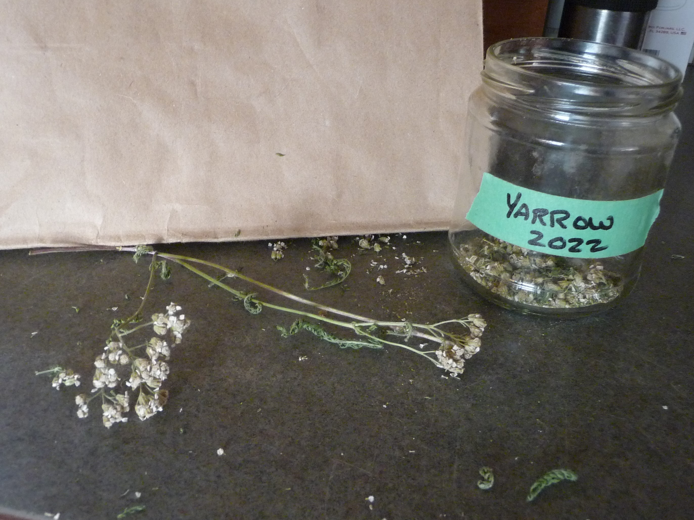 Yarrow, Common Yarrow, Apothecary, drying Yarrow