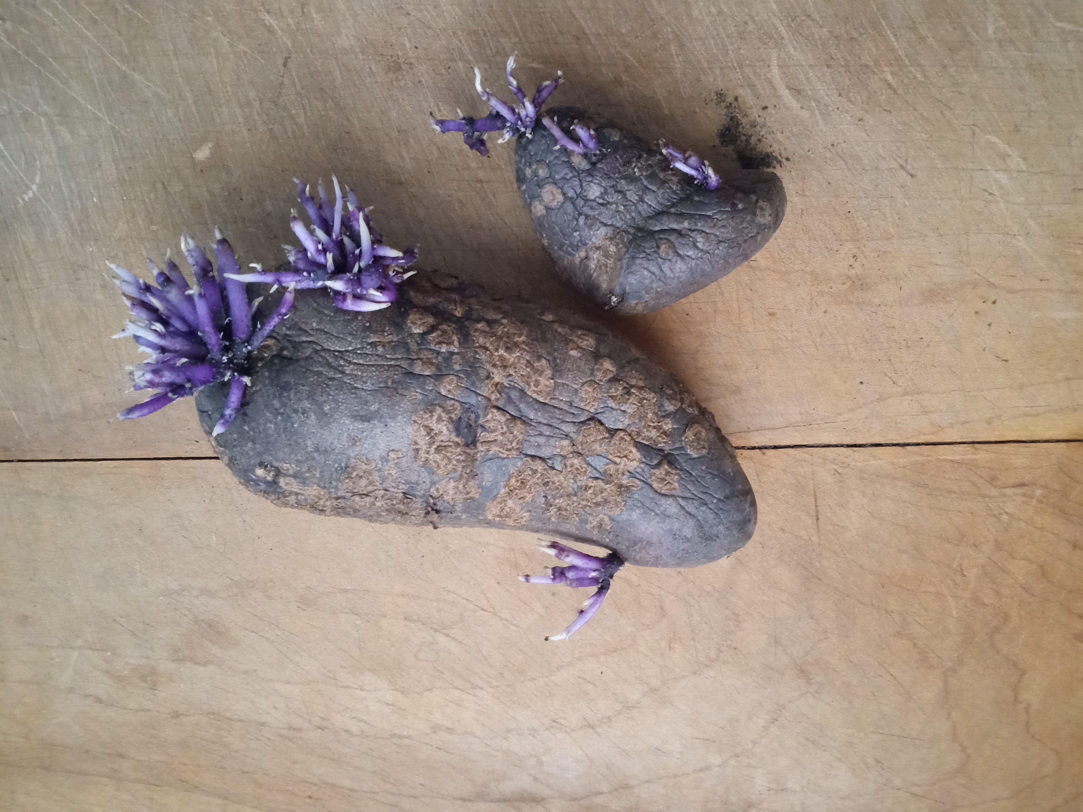 The Potato Trial -  Purple  Magic -April 25 24