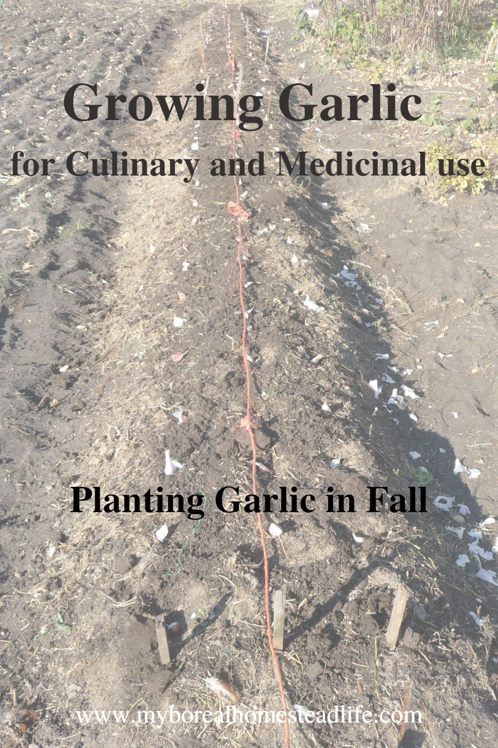 Growing Garlic In Raised Bed Garden For Culinary and Medicinal Use