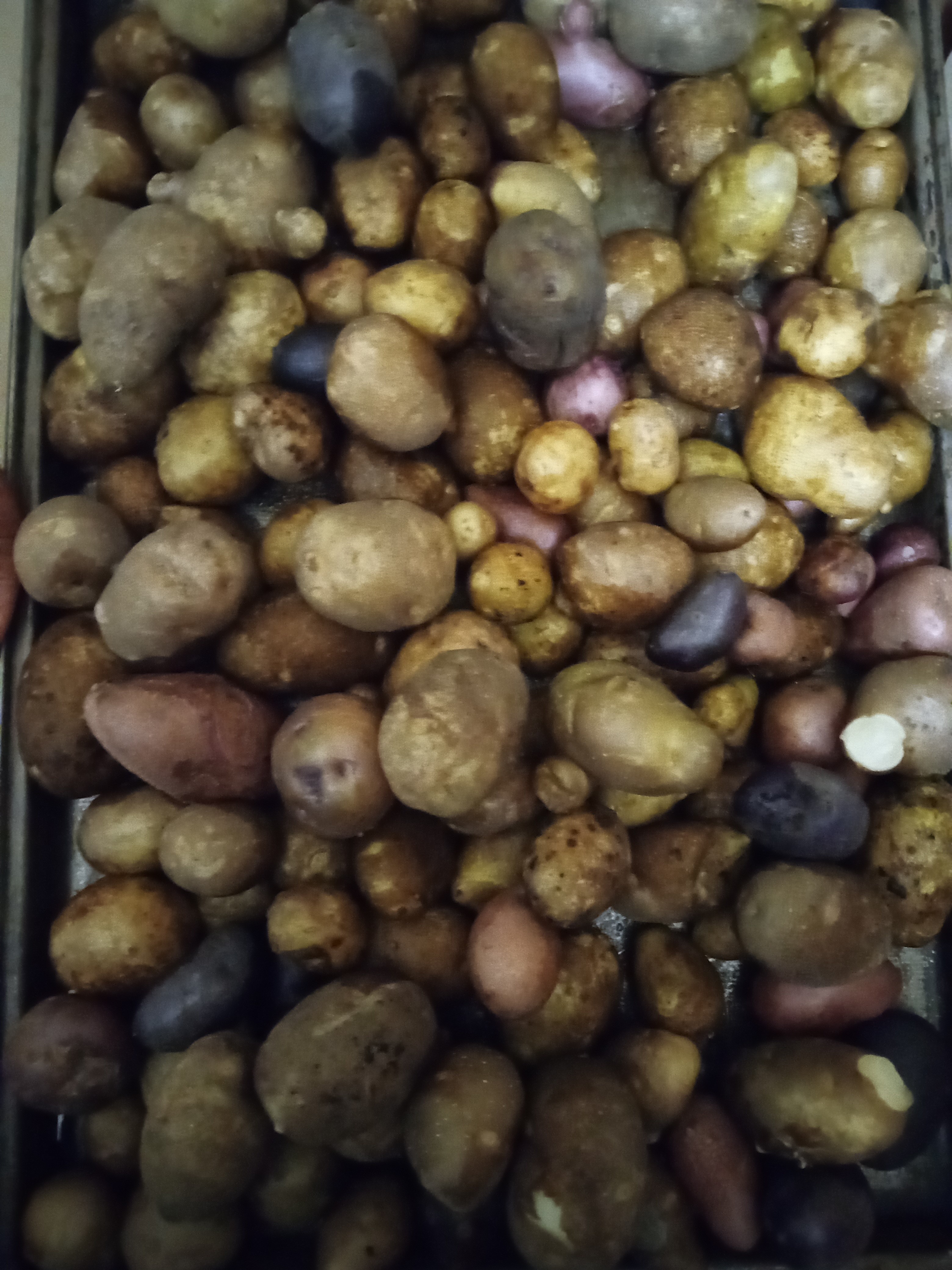 The Potato Trial - small potatoes - Oct 9 2023