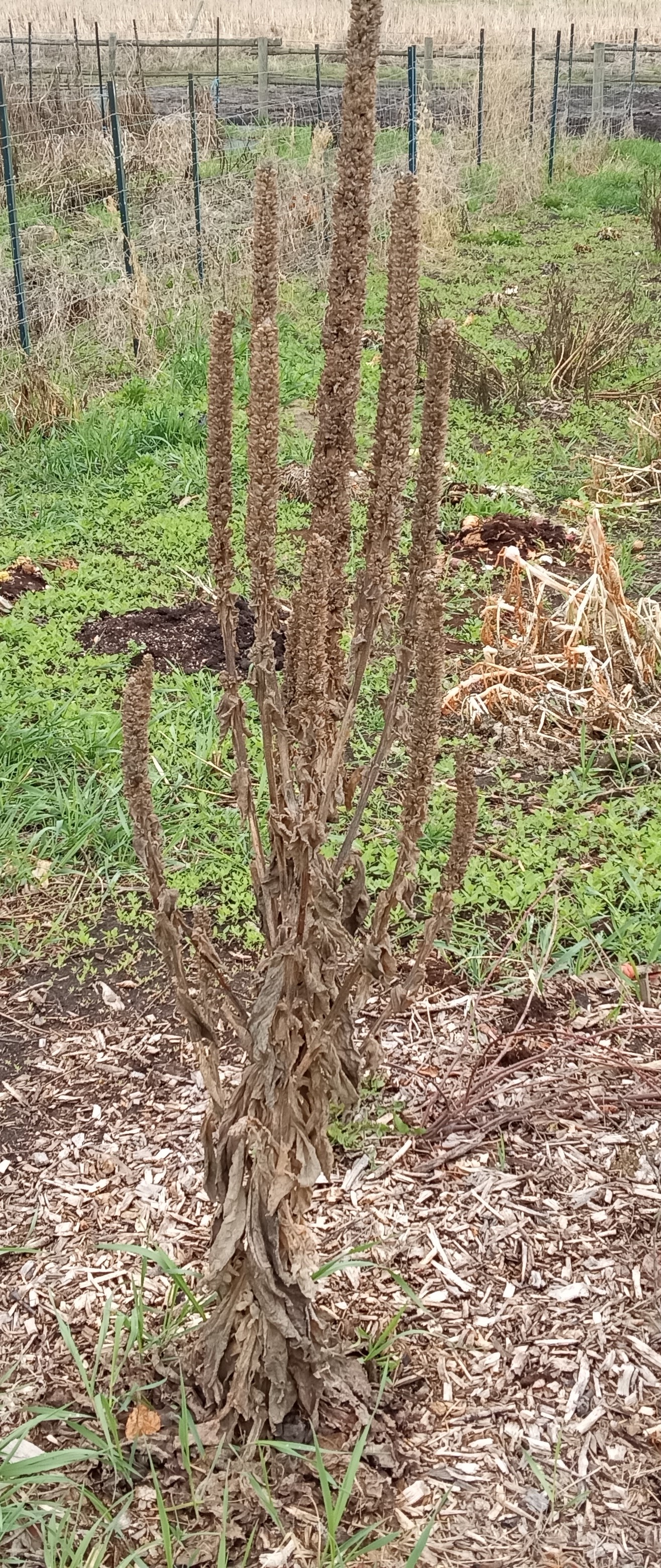 Fall yard cleanup - Mullein seed heads