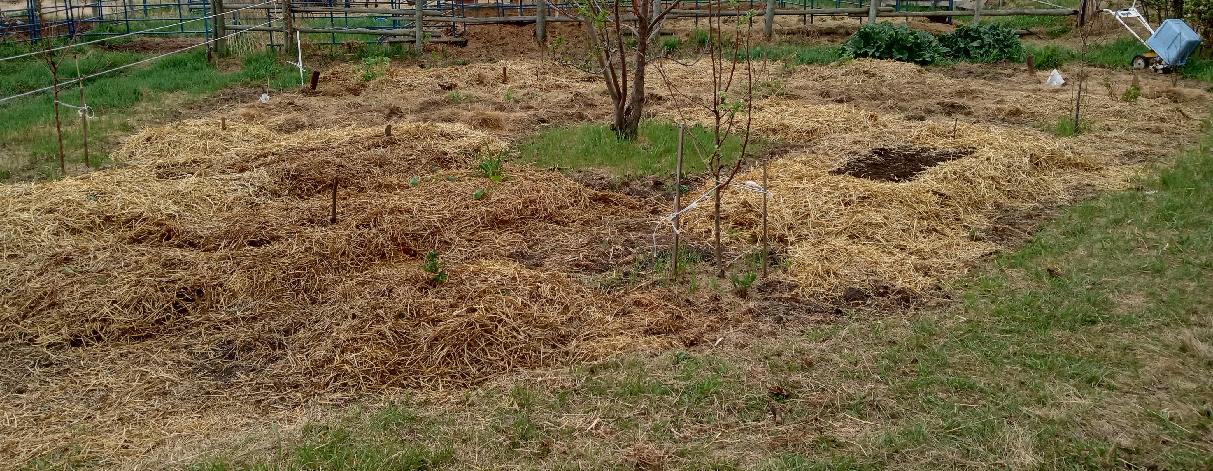 Food forest orchard garden - mulching lasagna beds