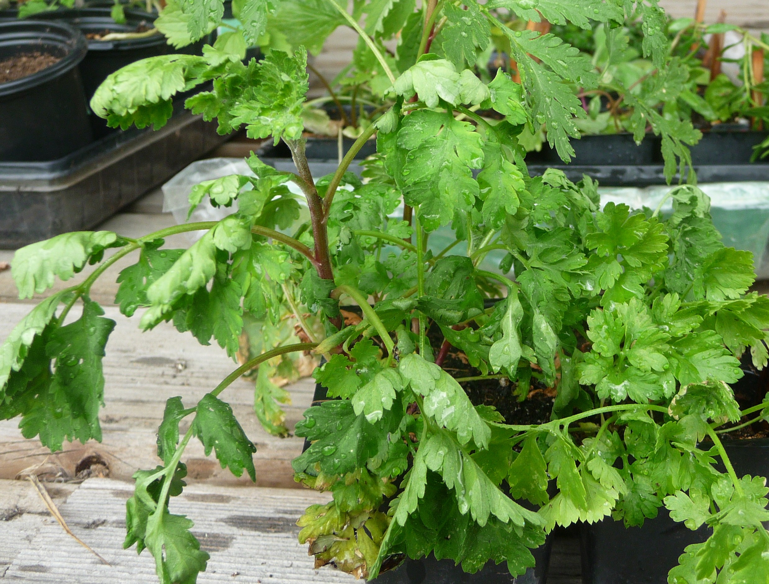 Creating An Apothecary From The Garden / Homesteading / Herbal