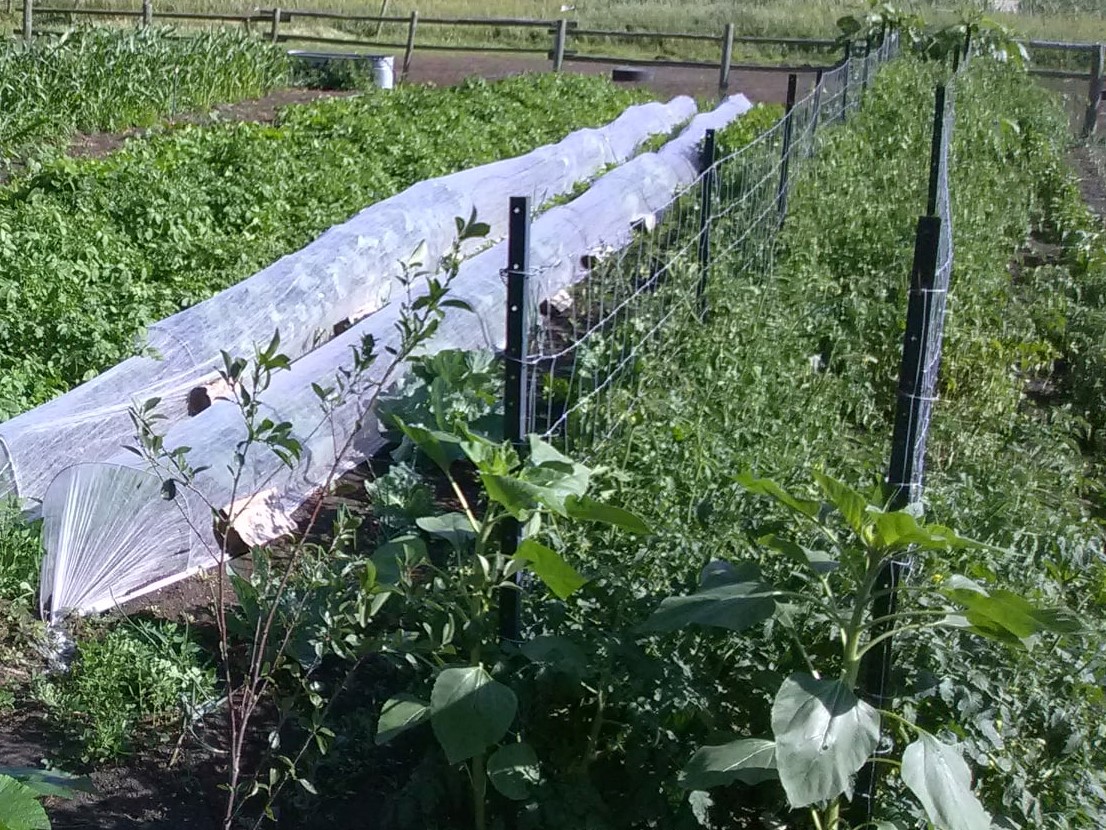 Tomatoes, indeterminate tomatoes, trellising