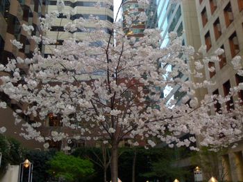 Beautiful Magnolia in an Unlikely Place
