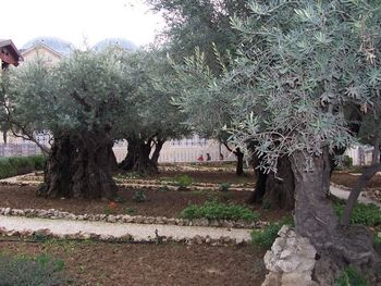 The Garden of Gethsemene outside the Church of All Nations.
