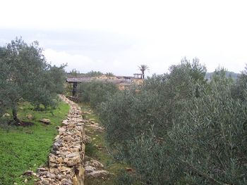 The olive trees in the Scripture Garden.
