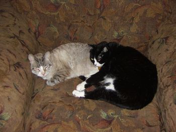 This is Precious and my Mom's cat, Squealer. Black is slimming, but she is quite a chunk.
