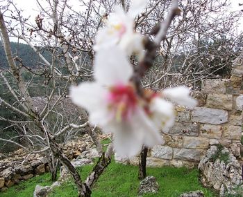 An almond blossum in the Scripture Garden.
