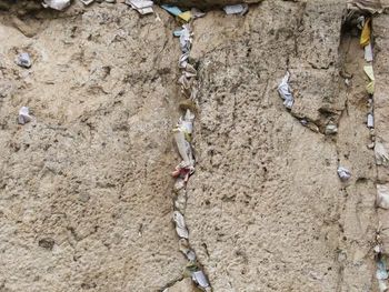 A section of the Western (Wailing) Wall. People come from all over the world and put prayer request into the cracks.
