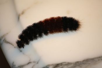 These fuzzy worms are all over the place this time of year in MO! I don't know if they turn into something, but they are supposed to tell you how cold the winter's going to be...ummmmm something to do with the color patterns.
