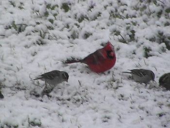 The birds get along better than us in a snow storm.
