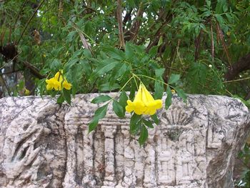 Flowers in the city of Capernuem.
