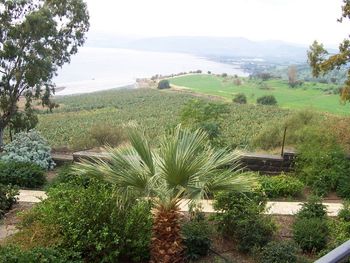 Looking from the Mount of Beatitudes where Jesus preached the famous sermon, into the valley where the crowd would have been.
