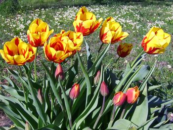 Gorgeous tulips!
