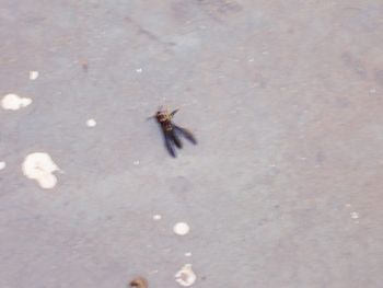 We weren't the only ones that were affected by the snow storm. I know it's blurry, but this wasp either died of shock or just fainted. We'll never know because I stepped on him after this picture was taken.
