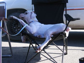 Little Roo taking a break in the shade!

