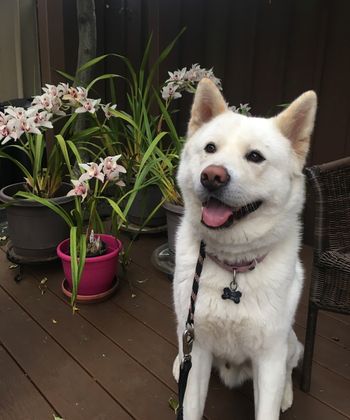 Yuki (formerly Snowball)
