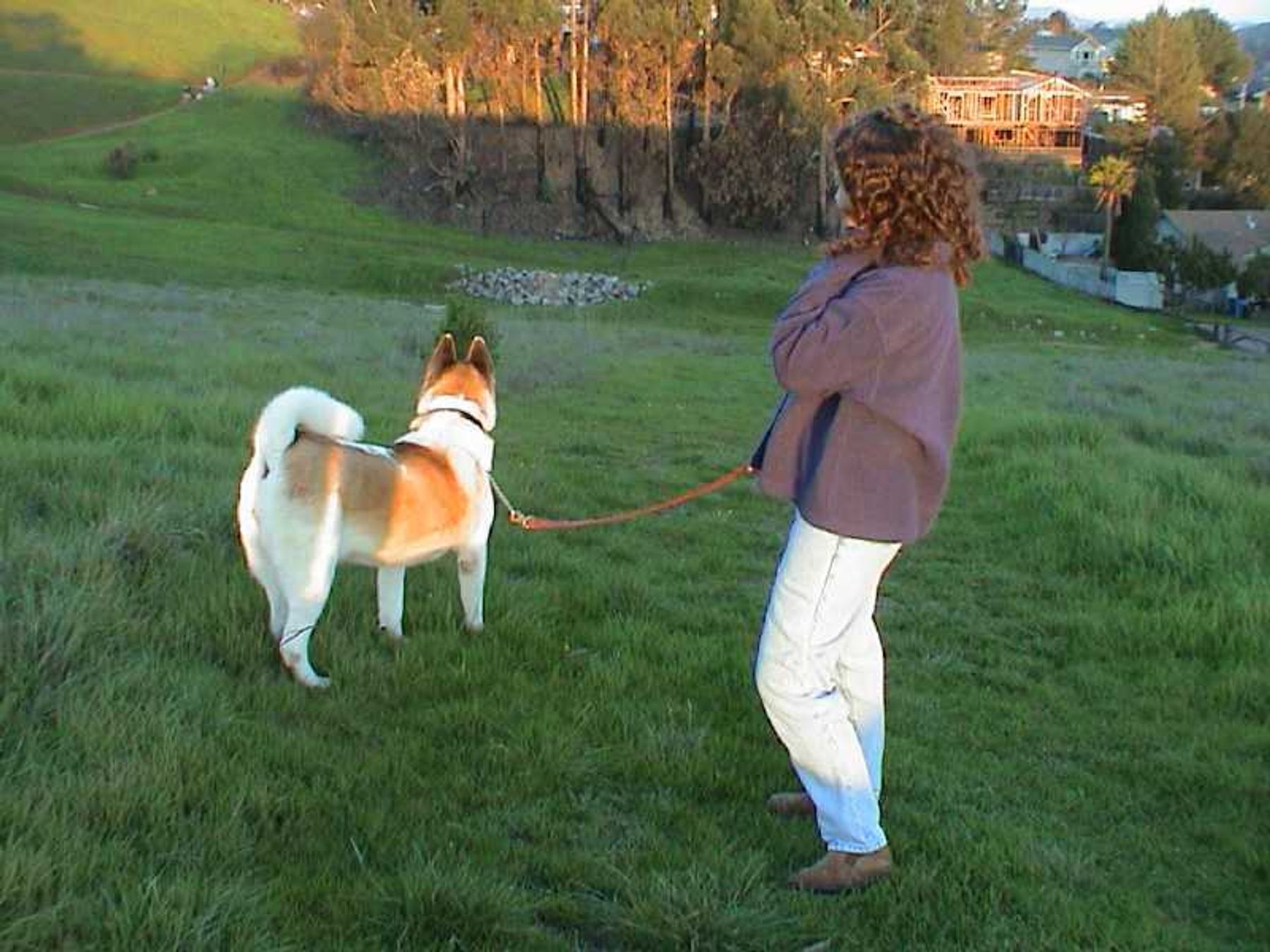 TikiHut Akita Rescue Links