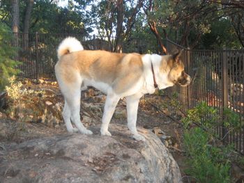 Young Bandit, true to his namesake, "stole" the hearts of Karen and Mike!
