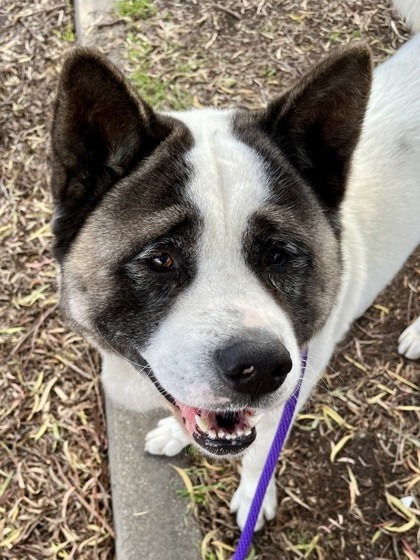 AKITA PUPS 4 HOMES